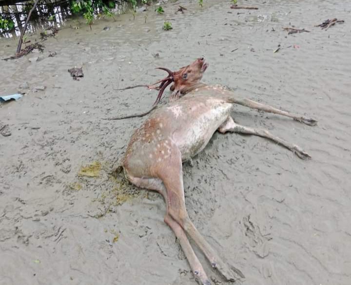 In the picture, a deer lies fallen in the Sundarbans, struck by the impact of Cyclone Remal. Photo By: A H Sumon  